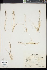 Agrostis borealis image