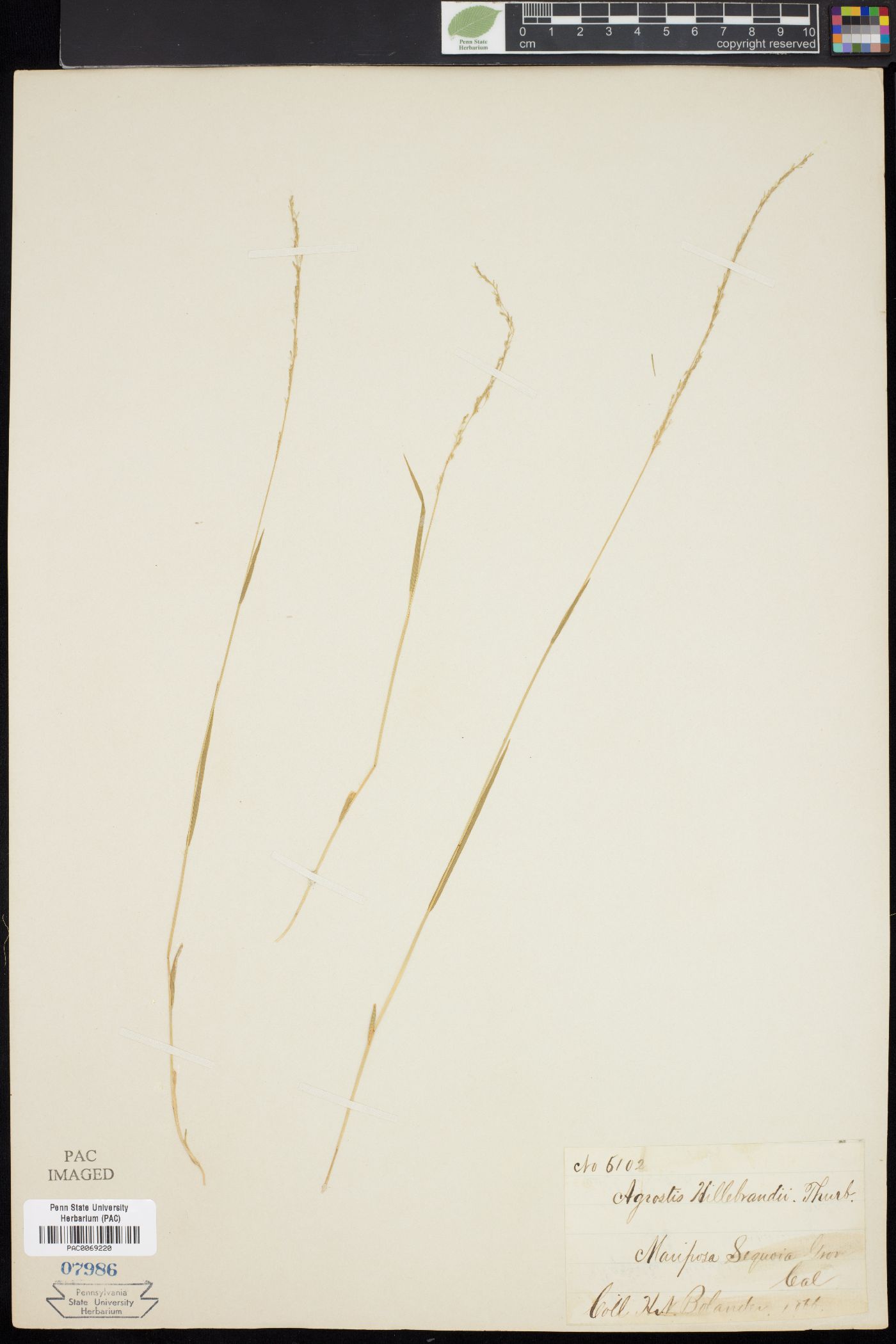 Podagrostis thurberiana image