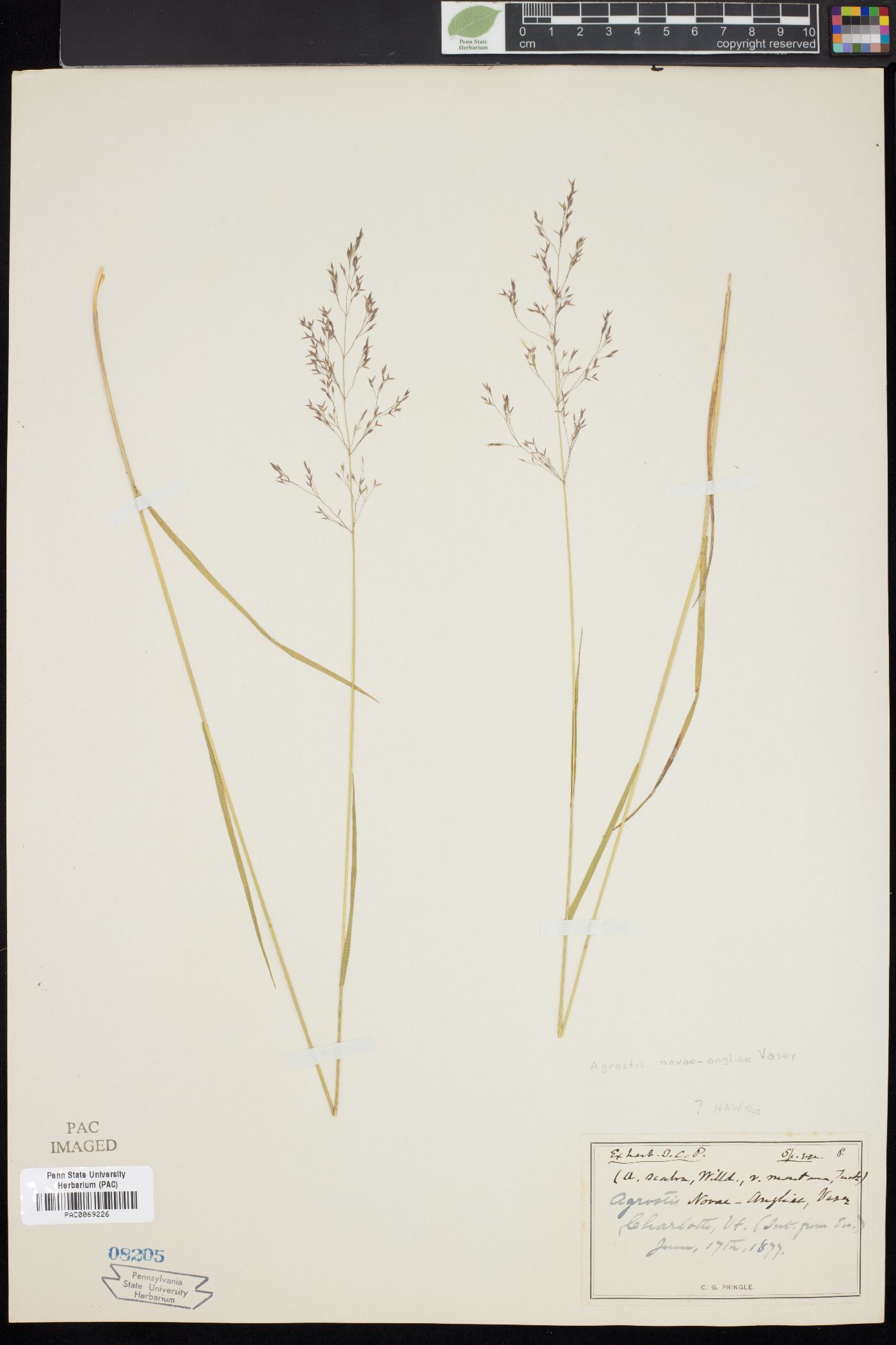 Agrostis novae-angliae image