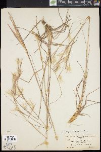 Andropogon gyrans image