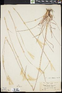 Andropogon ternarius image