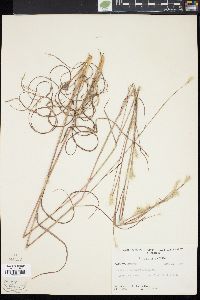 Andropogon ternarius image