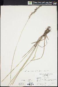 Anthaenantia rufa image