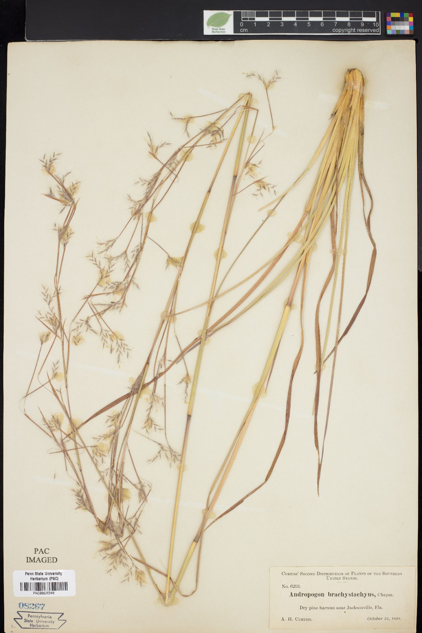 Andropogon brachystachyus image