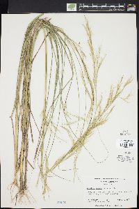 Aristida lanosa image