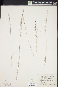 Aristida longespica image