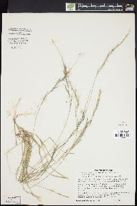 Aristida longespica image