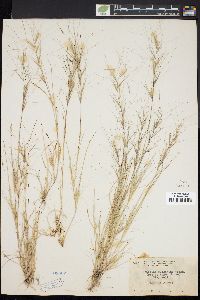 Aristida oligantha image