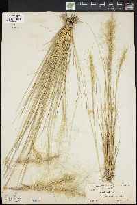 Aristida spiciformis image