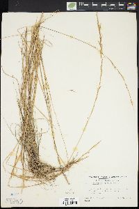 Aristida virgata image