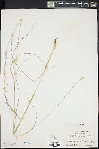 Aristida virgata image