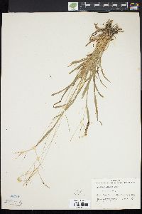 Axonopus fissifolius image