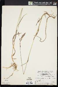 Bromus pumpellianus var. arcticus image