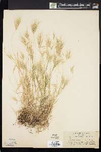 Bromus rubens image