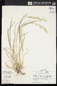 Bromus catharticus image