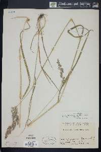 Calamagrostis cinnoides image