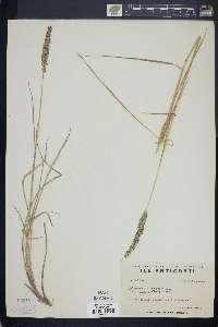 Calamagrostis stricta subsp. inexpansa image