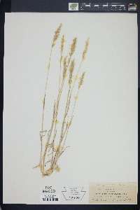 Calamagrostis purpurascens image