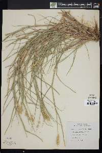 Cenchrus spinifex image