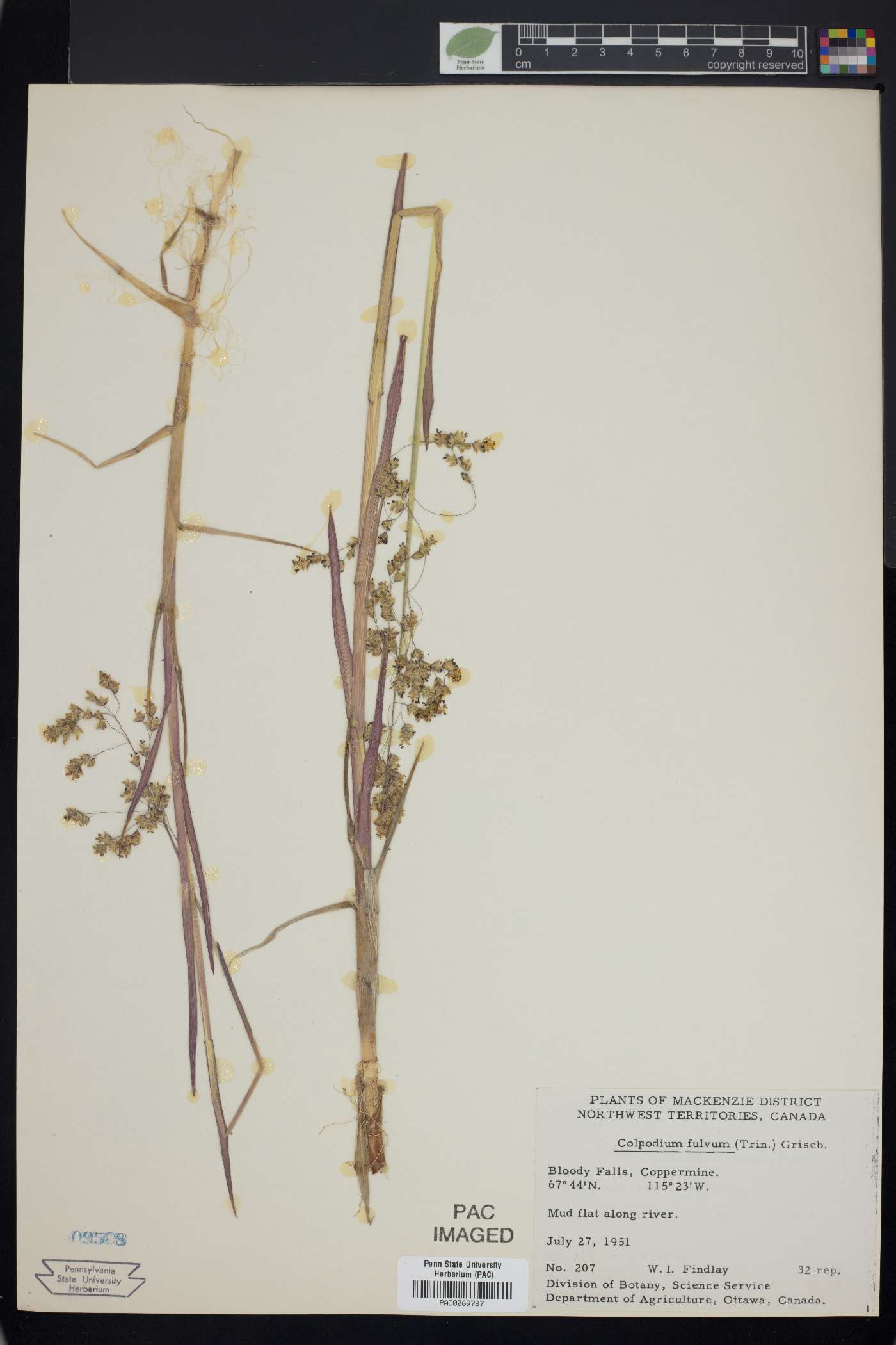 Colpodium fulvum image