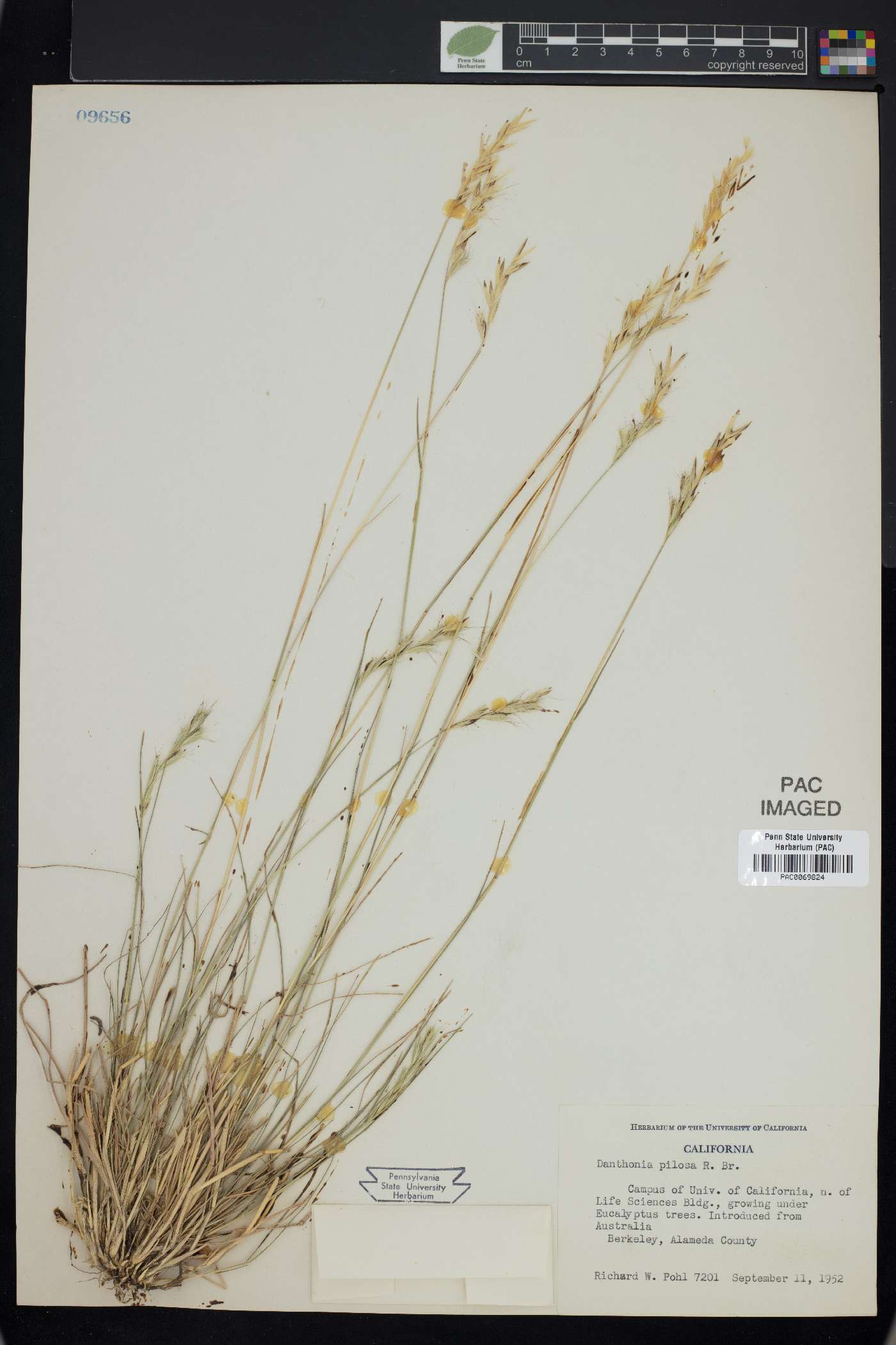 Danthonia pilosa image