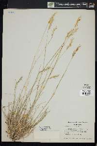 Danthonia pilosa image