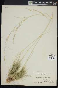 Deschampsia elongata image