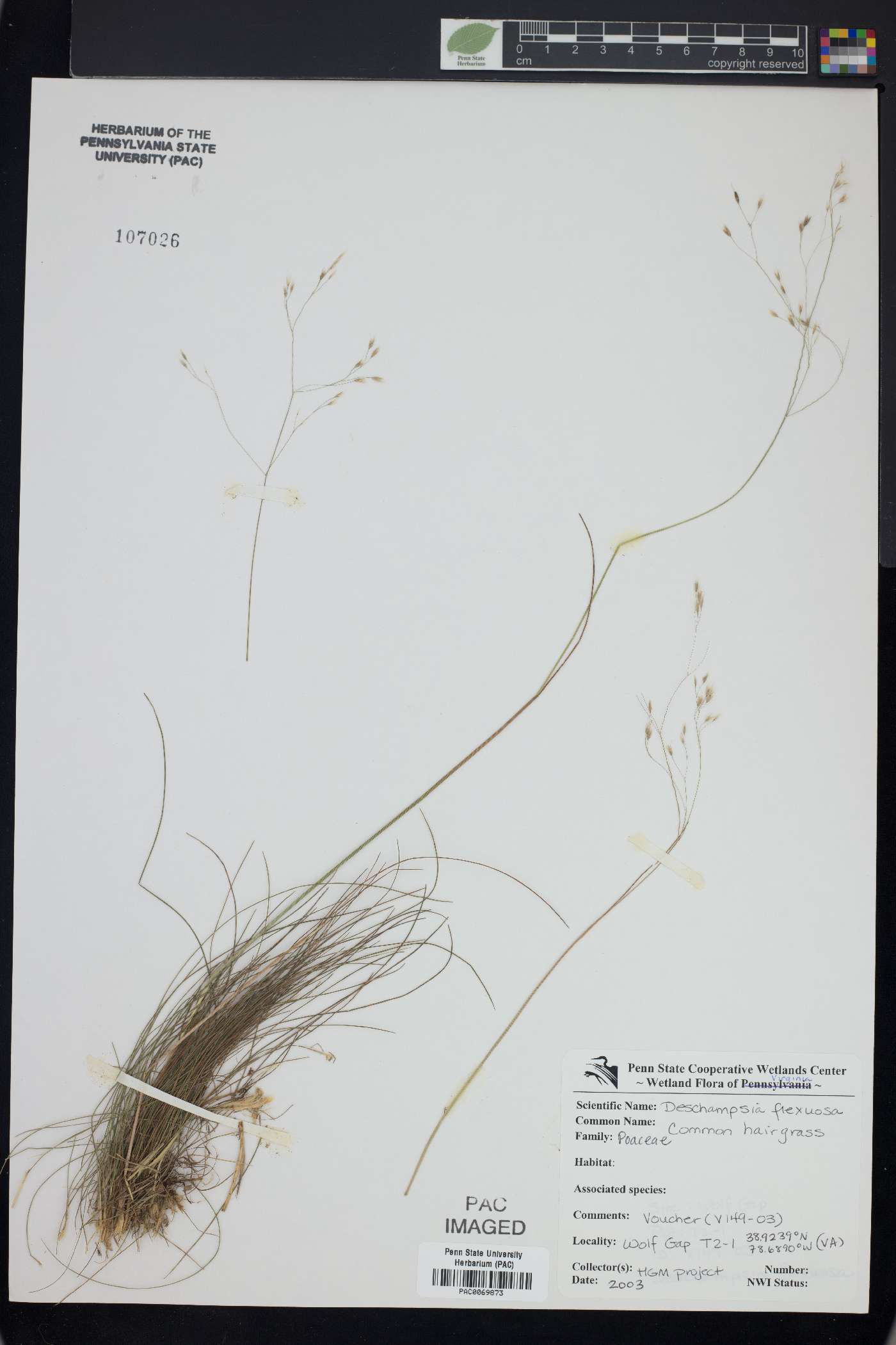 Deschampsia flexuosa image