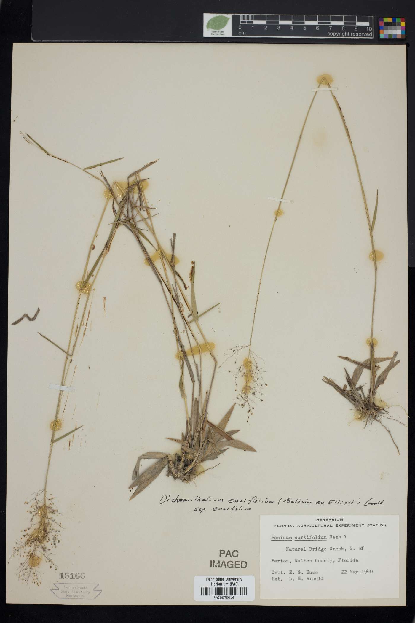 Dichanthelium ensifolium image