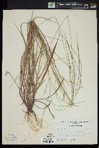 Digitaria villosa image