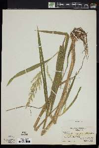 Echinochloa crus-pavonis image