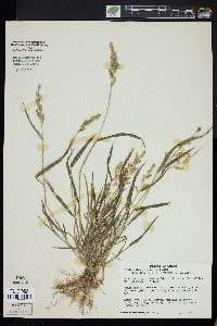 Echinochloa colona image