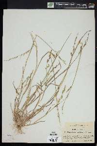 Echinochloa colona image