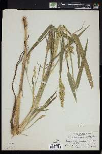 Echinochloa stagnina image