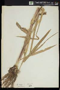 Echinochloa walteri image