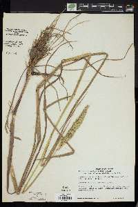 Echinochloa walteri image