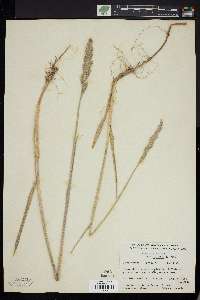 Leymus mollis subsp. mollis image