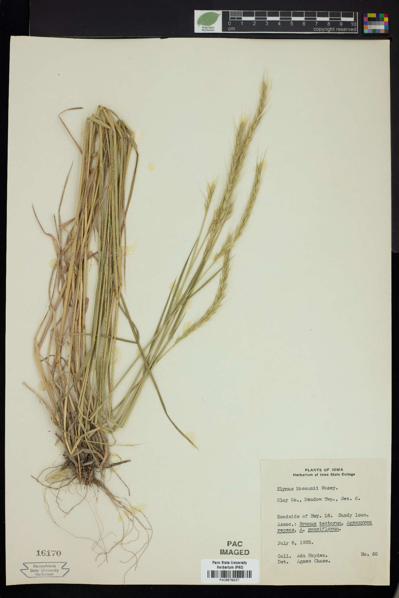 Elymus macounii image