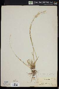 Elymus scribneri image