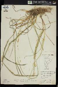 Elymus trachycaulus subsp. subsecundus image