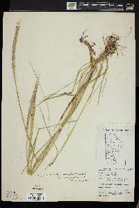 Elymus trachycaulus subsp. subsecundus image