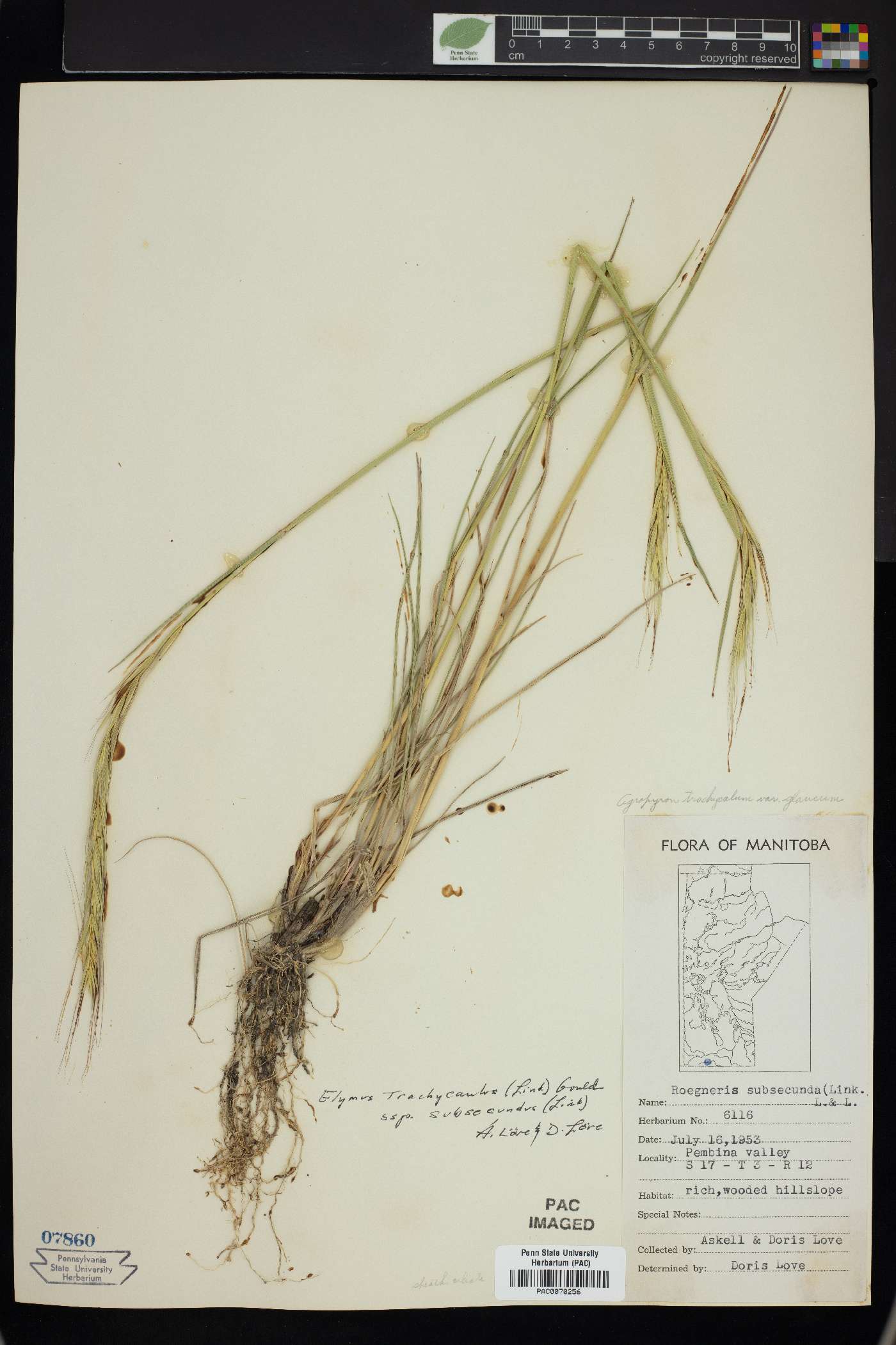 Elymus trachycaulus subsp. subsecundus image