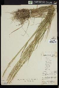 Elymus trachycaulus subsp. trachycaulus image