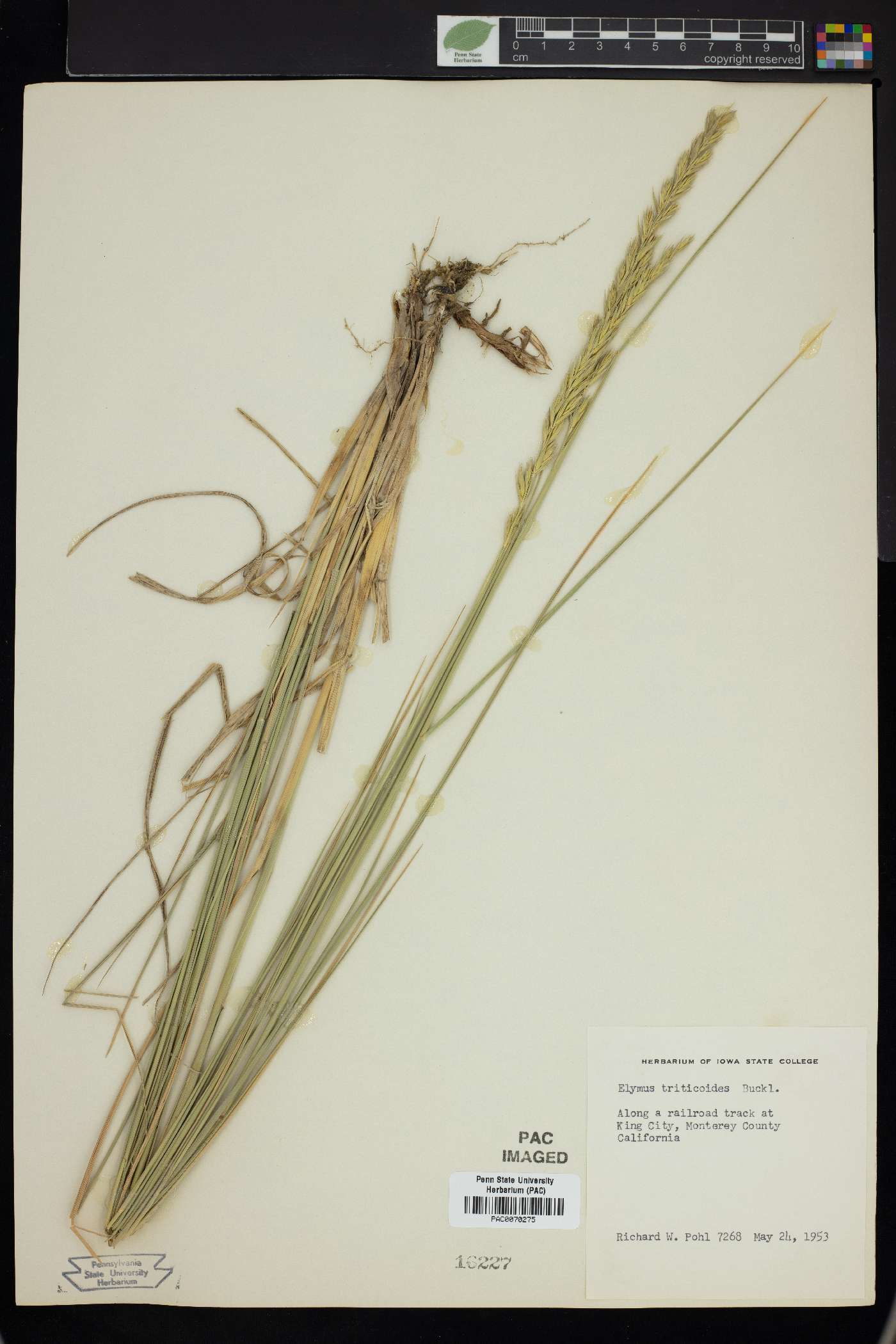 Elymus tricoides image