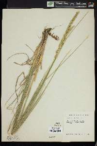 Elymus tricoides image