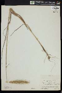 Elymus glabriflorus image