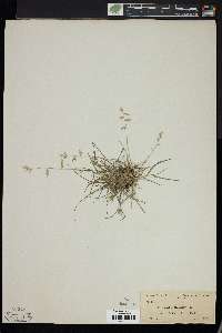 Image of Eragrostis brownei