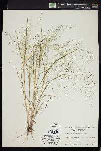 Eragrostis capillaris image