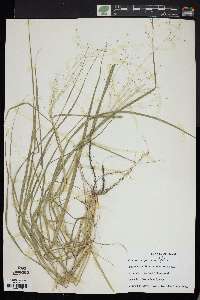 Eragrostis capillaris image