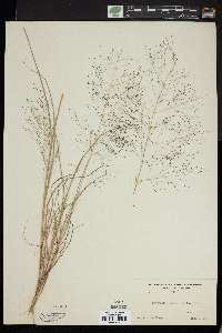 Eragrostis capillaris image